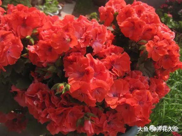 50种天竺葵, 花色艳丽, 你又见过几种?