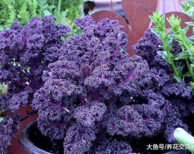 10种非常适合栽种在院子里的盆栽蔬菜, 还有灿烂迷人的花朵