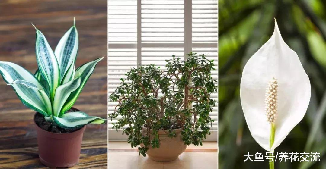 5种特别适合养在室内的耐阴植物, 让整个家看起来更温馨