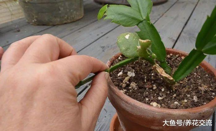 蟹爪兰一年开2次花的技巧, 还能用玻璃罐子繁殖