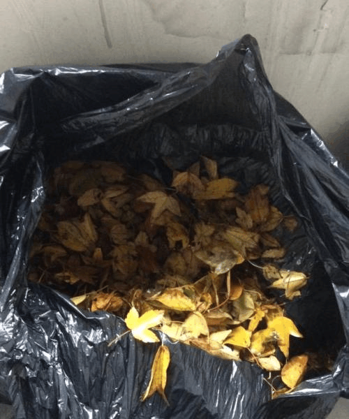 趁着出门赏秋, 捡点树叶回来, 连肥料都省了!