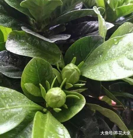 在土里加点这个, 栀子就能长满盆, 还花开不断!