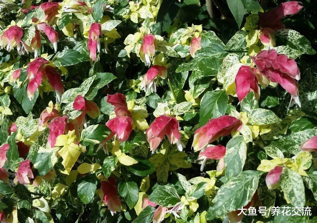 花朵长得像虾一般的虾衣花, 还有金黄色花苞的品种