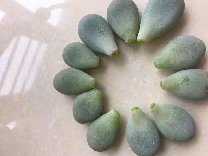 天冷多肉掉叶子, 保鲜膜一盖, 7天冒出小脑袋!
