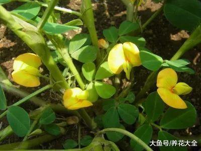 在家种一盆花生, 既好吃又好看, 一点不比绿萝差!
