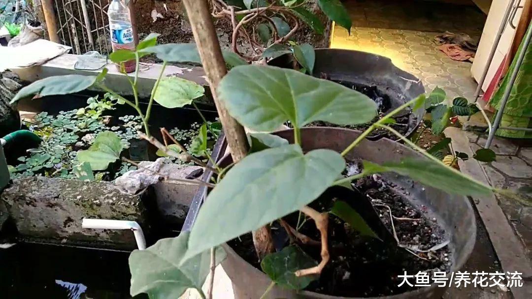 这种植物攀附在墙上如同一片瀑布, 没想到那都是它的气根