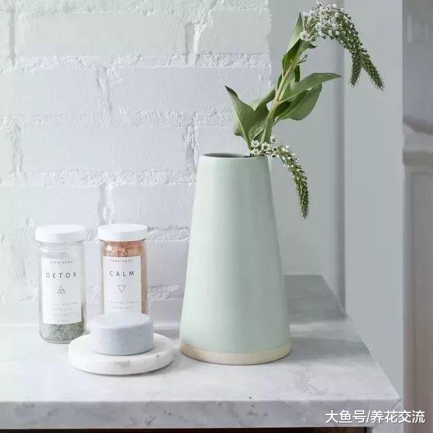 常见的几种盆栽植物, 搭配这些花盆和架子之后格调就特好
