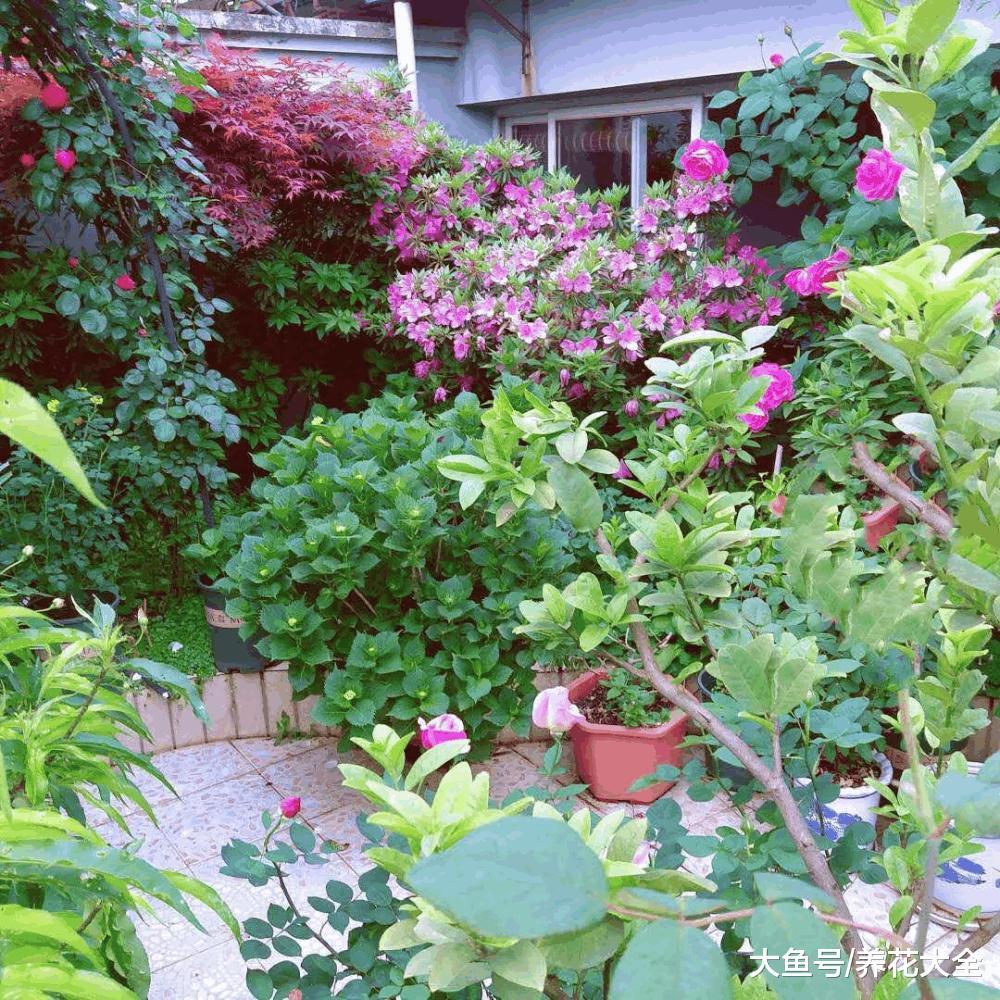 清凉如水之花, 夏季必定要选它!
