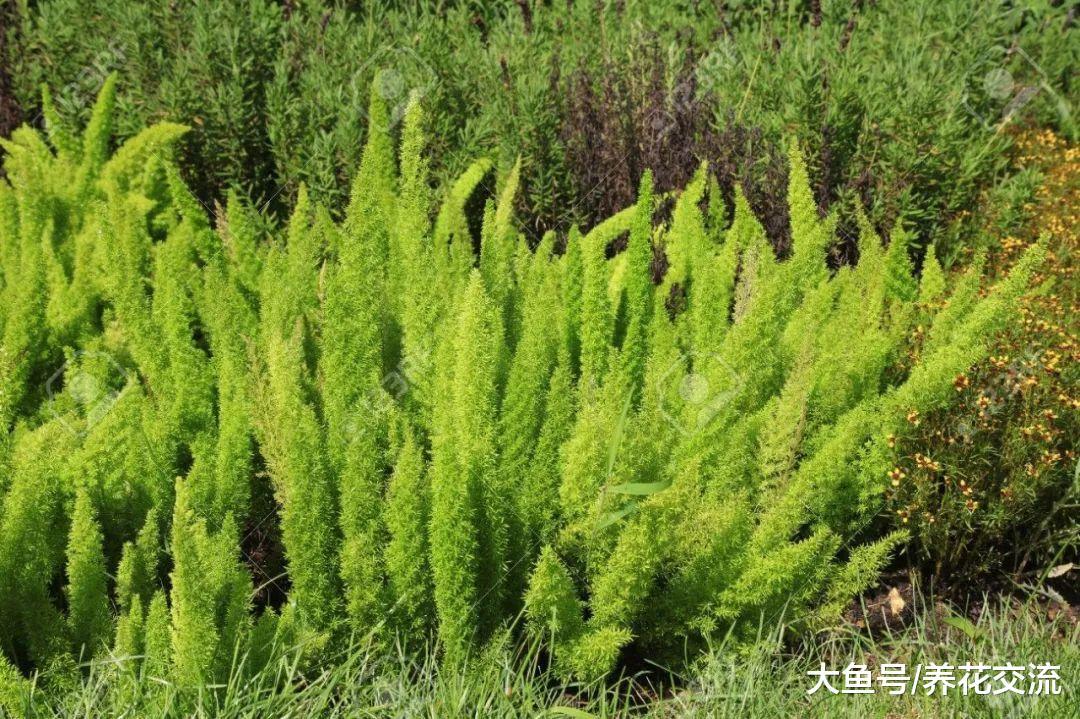 长得特别像文竹的天门冬, 能开出满枝白花和红色浆果
