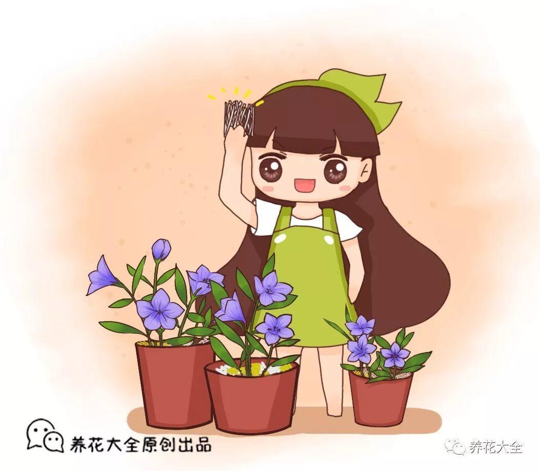 花盆面盖上玉米皮, 降温又保湿, 太阳再晒也不怕!
