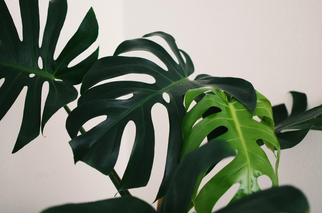 家居养花分享几种常见的观叶植物