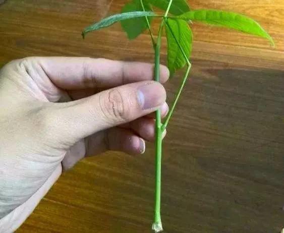 这6种生财花, 剪一枝就能长满盆, 省下大笔买花钱!