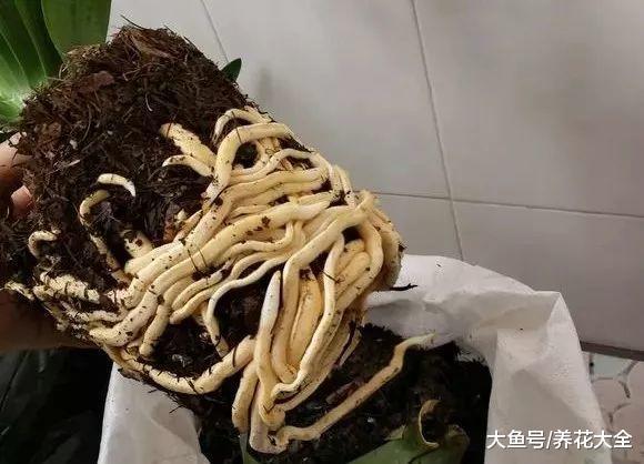 换盆不修根, 等于白换, 想爆盆更是做梦!