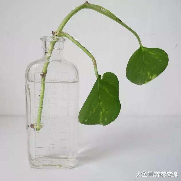 繁殖绿萝最简单的方法, 家里没有花盆和土壤也能轻松培育