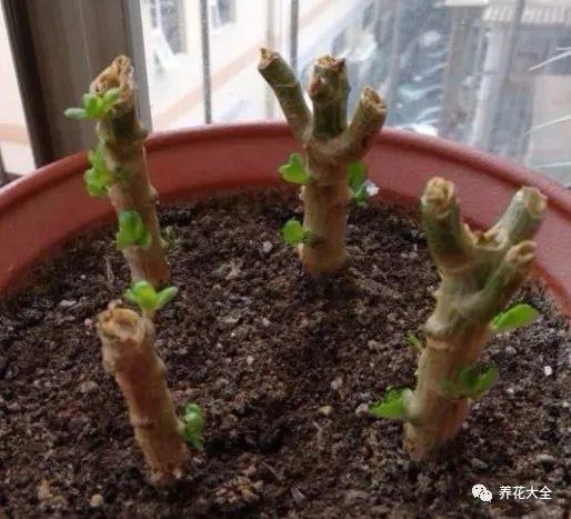 这5种花欠收拾, 夏天给它剪两刀, 10天又能开一箩筐!