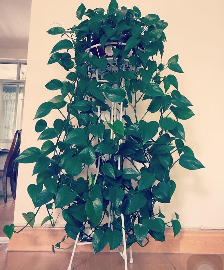 办公室花卉|冬季绿萝叶子发黄腐烂, 1招就能清除病害, 几周就能枝繁叶茂