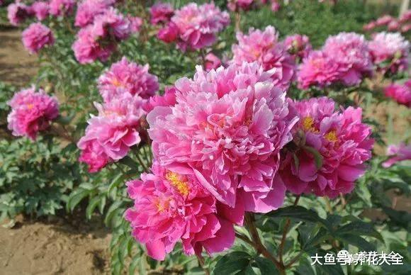 这7种花, 开花大过拳头, 不养后悔一辈子!