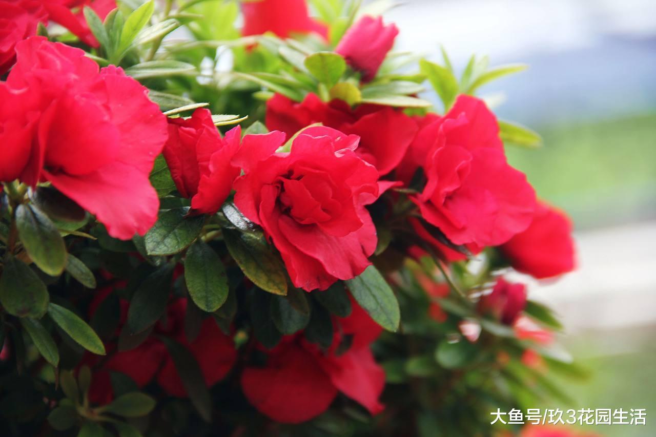 从杜鹃花走近中国园林文化