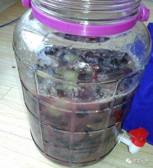 烂掉的葡萄别扔, 存起来给花用, 安稳度夏还能蹭蹭长!