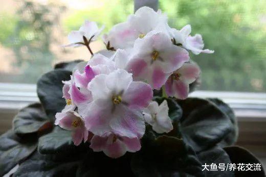初学者养护非洲紫罗兰盆栽的几个技巧, 花谢后促进再次开花的技巧