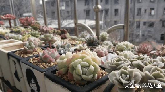 刚买回家的多肉, 这样一处理, 没几天就长得萌萌哒!