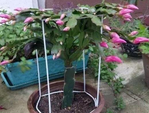 这4种花喜欢冬天, 越“冷”开的越“旺”, 适合秋季种植