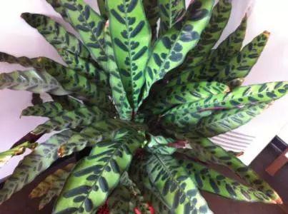 这种植物有猫眼一样的特性, 还能净化空气, 及其耐阴好养!