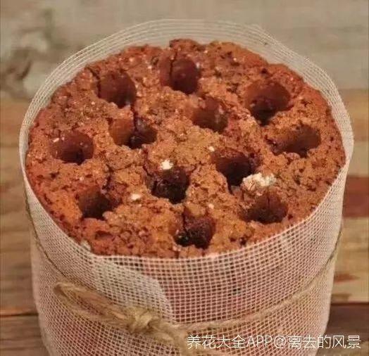路边捡个蜂窝煤, 拿来养多肉, 夏天也能蹭蹭长!