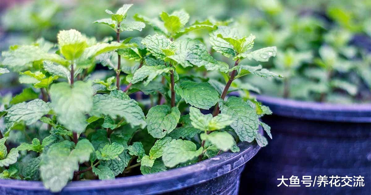 在院子里种上这几种薄荷, 整个院子都是香味