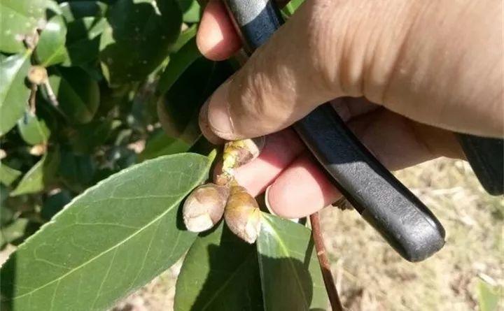 茶花落蕾开花少? 赶紧“减减负”, 花开如碗大!