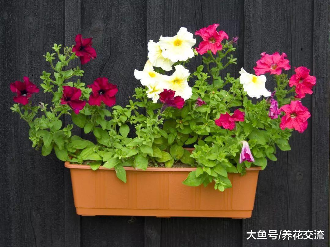 8种花朵灿烂的草本植物, 在阳台上作为盆栽最为适合