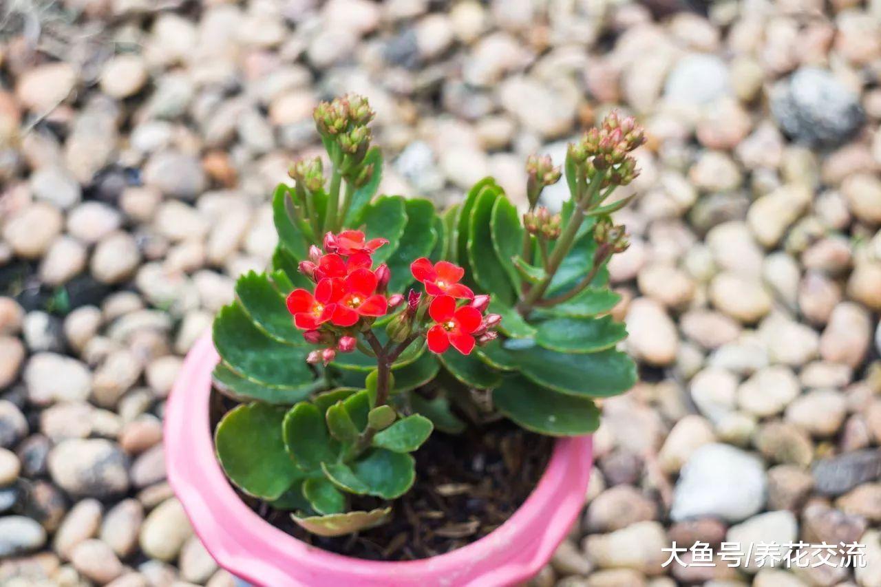 长寿花用这些技巧养护, 这个冬春季节就保准能开花了