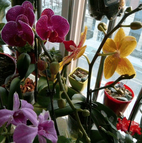 蝴蝶兰浇错水, 花不但不开, 还哗哗往下掉!