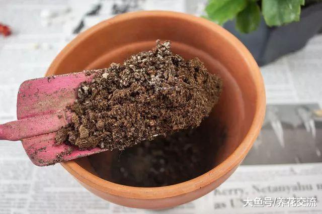 蟹爪兰的移栽和浇水注意, 夏天要怎么养冬春时节才好开花呢