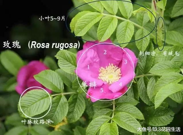蔷薇, 月季, 玫瑰如何区分?