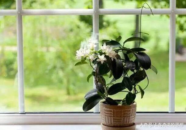 冬天就养这6种“花花草草”, 花期超长, 关键它们有助睡眠还招财