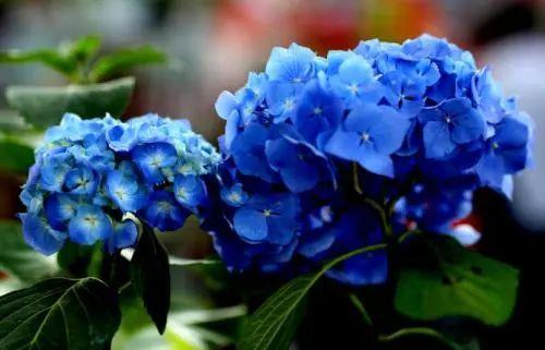 夏季千万不要养这五种花, 别人说的再好也不要养!