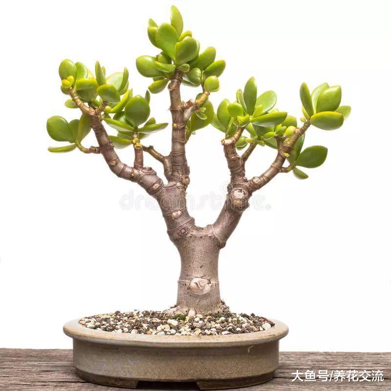 这些常见的盆栽植物都适合养成盆景, 养几十年都能存活