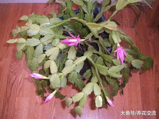 适合新手养在室内的8种盆栽植物, 对猫狗没有毒性的花卉