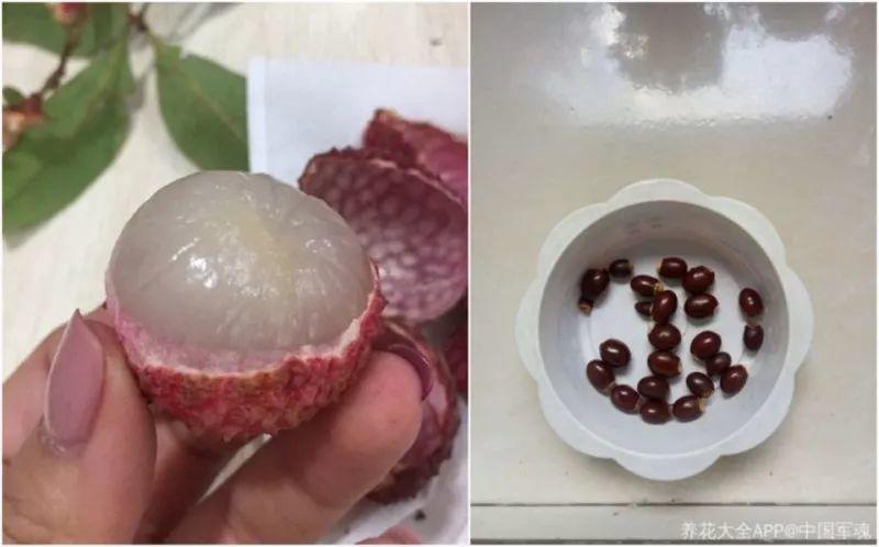 水果籽丢盆里, 呼呼冒绿芽, 长的绿萝还要快!