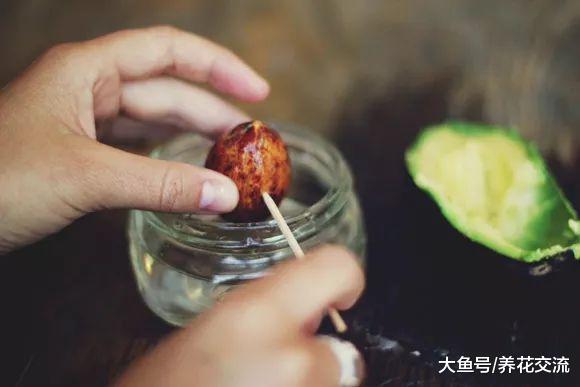 鳄梨果核、菠萝叶子养成水培盆栽, 准备一点清水和牙签就行了