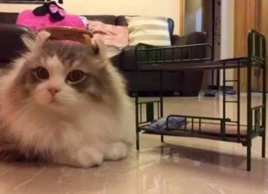 男友给猫咪买个床, 结果打开快递看到床的那一刻, 瞬间愣住了…