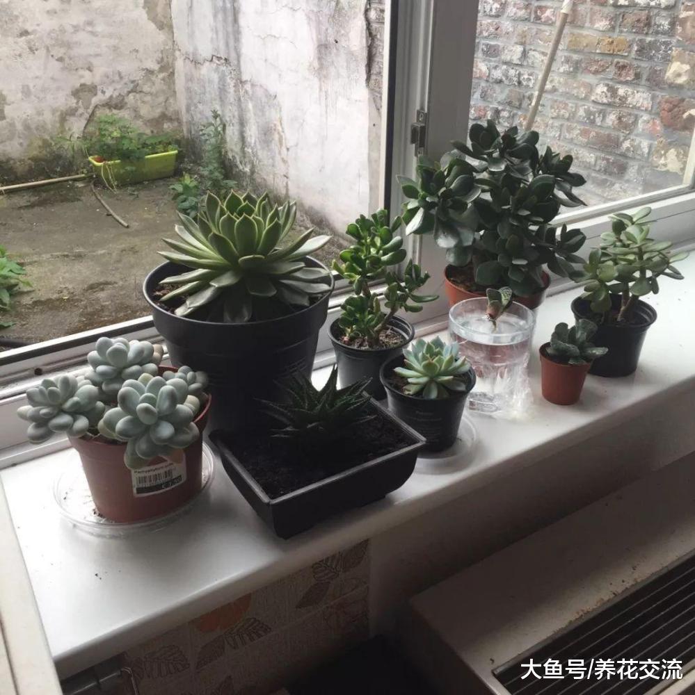 玉树也能不断开出满枝的白色花朵, 扦插繁殖新手也能掌握