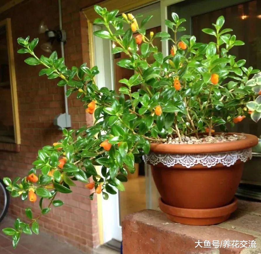 叶子带着迷人光泽的金鱼吊兰, 花朵如同长在分枝上的金鱼