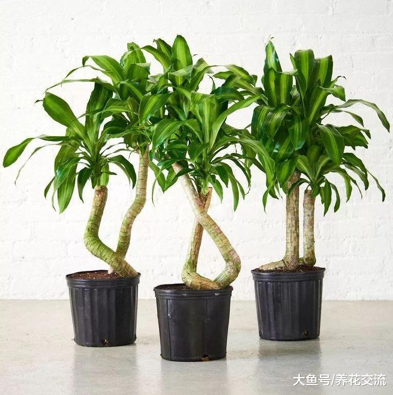 这10种大型盆栽绿植养在客厅, 看起来大气又适合新手养护