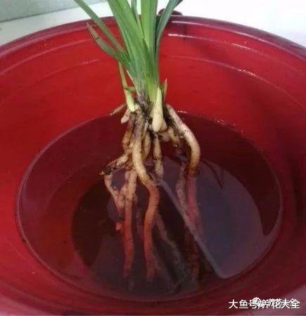 兰花烂根又长斑, 取出来消消毒, 重新翠绿有生机!