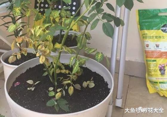 烂根的花盆底垫点料, 再也不烂根, 叶子绿的冒油!