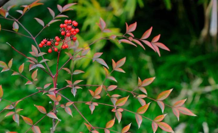 国庆外出, 这8种毒草不能碰, 遇见赶紧绕道走!