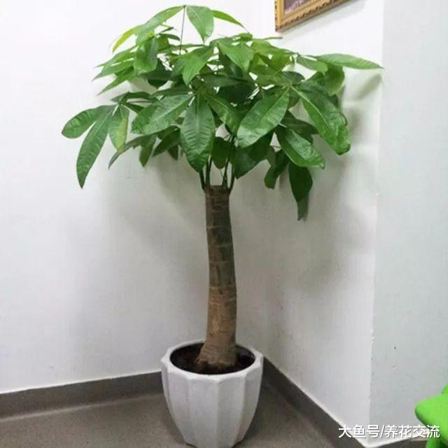 特别容易生长的发财树, 在室内低光照的环境下也能生长旺盛