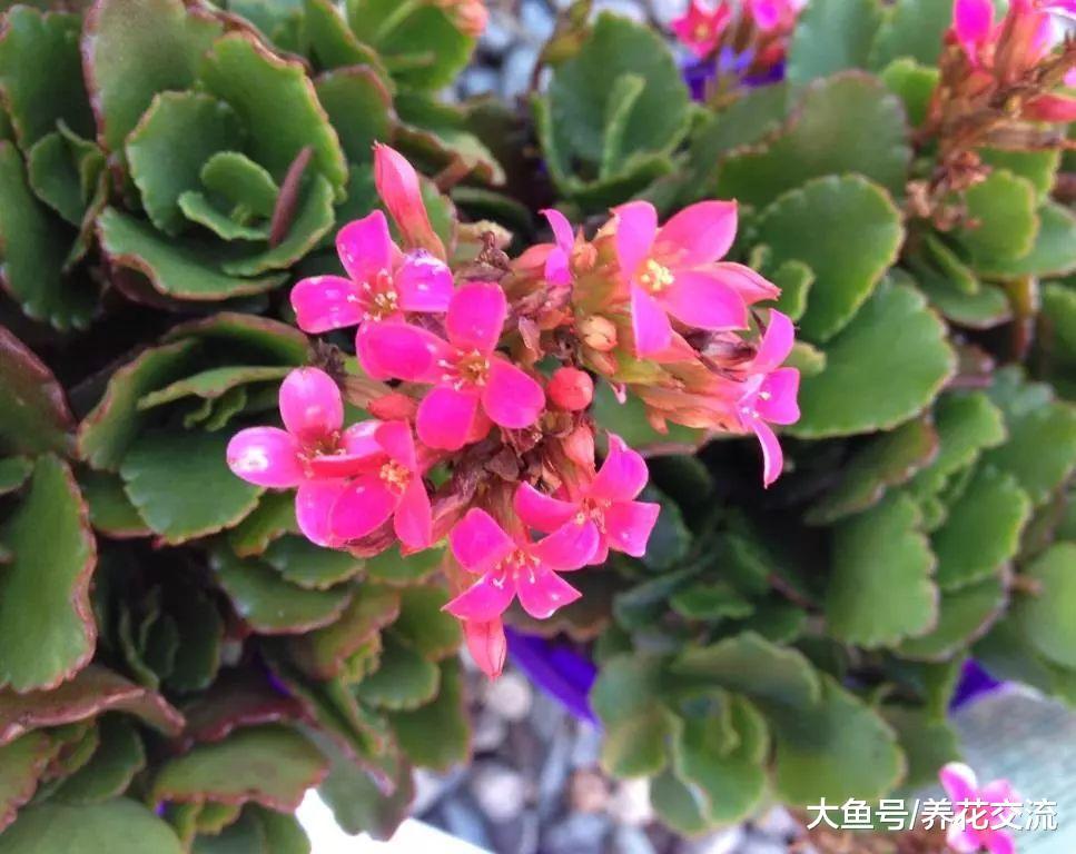 长寿花的花苞刚开始孕育的时候这样处理, 还能促进二次开花